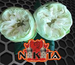 Nikita flowers