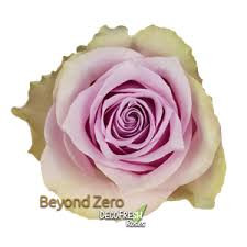 Beyond Zero