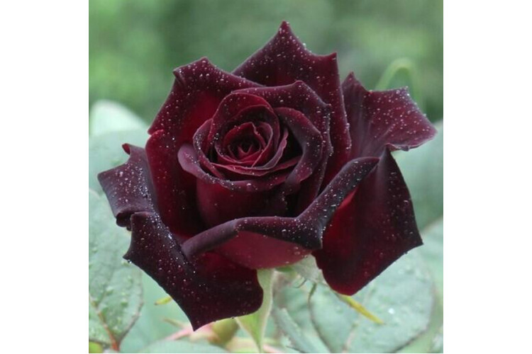 Black baccara