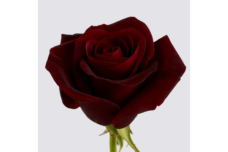 Марун роза кустовая фото