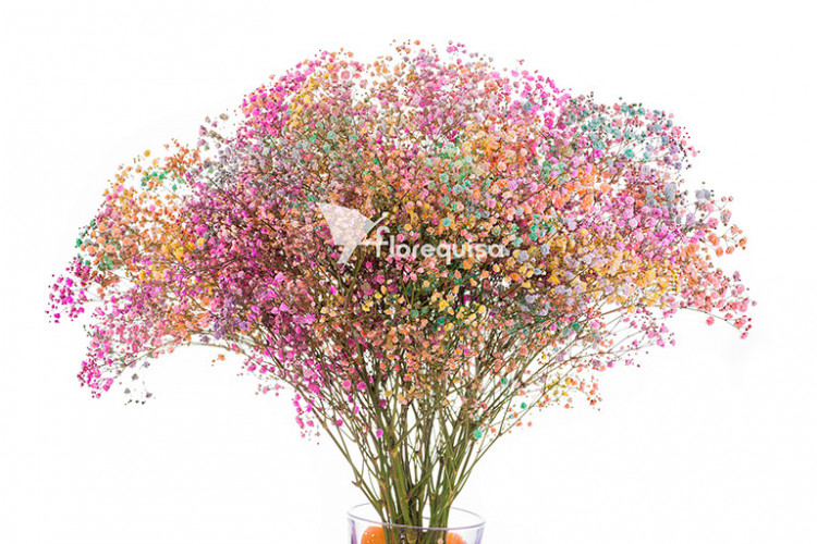 rainbow gypsophila