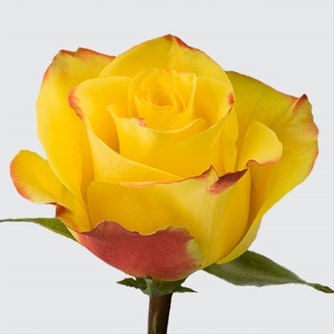 High and Yellow Flame Rose 